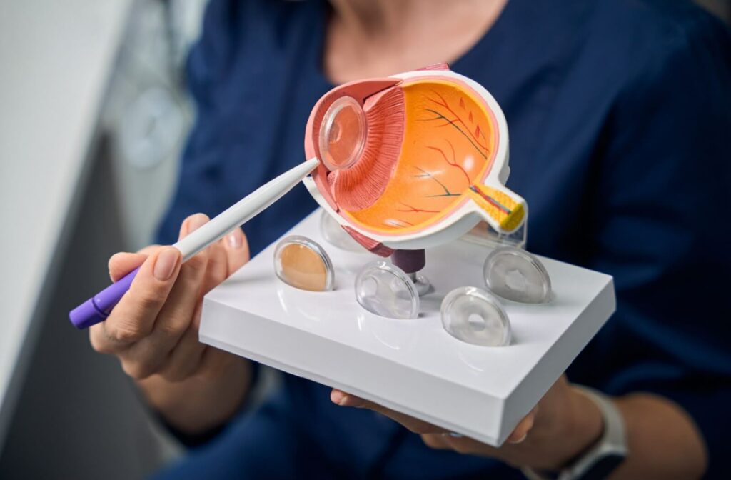 Optometrist holding a 3D anatomical eye model and pointing to the internal structures with a pen during an exam explanation.