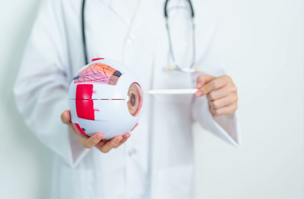 Eye care professional holding a detailed eye model and pointing to internal structures.